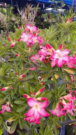Garden and Flower 