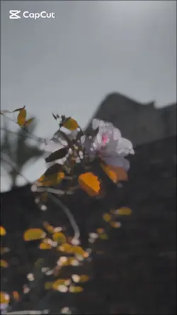 NEW SLOWMO TEMPLATE 