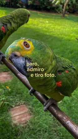 paro, admiro e foto