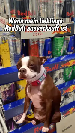 Hund weinen meme