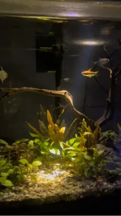 Aquascape