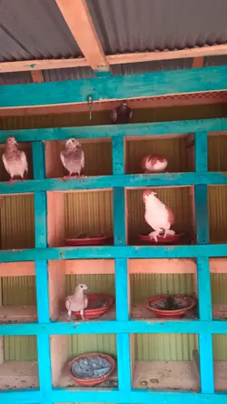 pigeon sad 