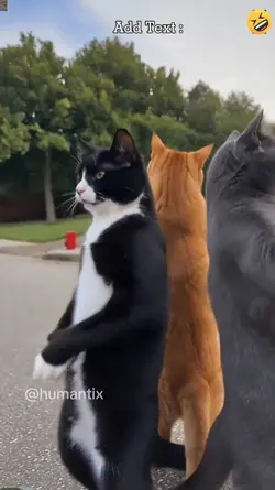 The Cats 