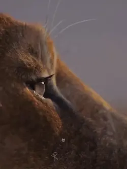 mufasa