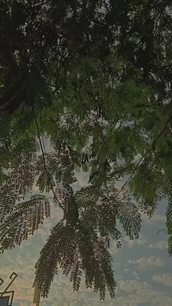 vlog