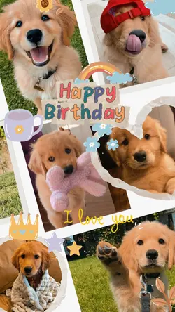 happy birthday pet