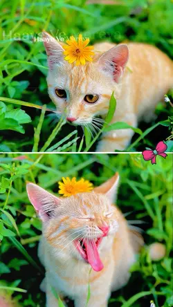 2 photos template 
