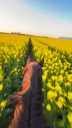 slomo clip