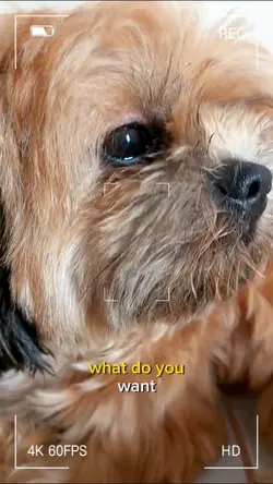 Man's bestfriend