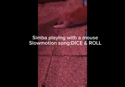Simbaaa