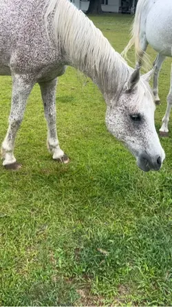 Fun on the ranch