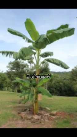 ขอหวยแม่ตานี