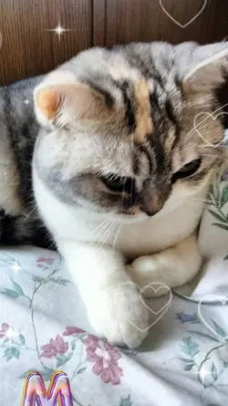 ベストショット2枚