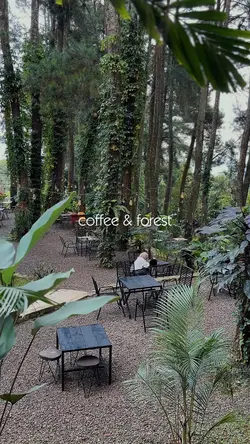 forest & coffee