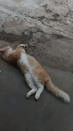 Santay Kawan