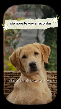 siempre te recordare