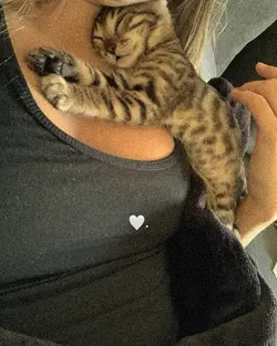 GATO/PET