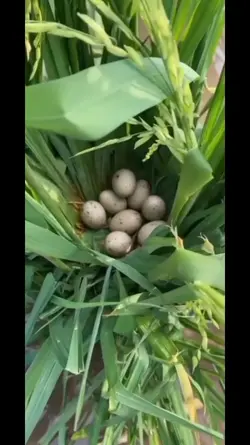 เสียงไม่มีลิขสิทธิ์
