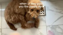 puppy eyes