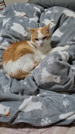 デブ猫の主張