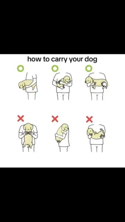 how to carry ur dog?