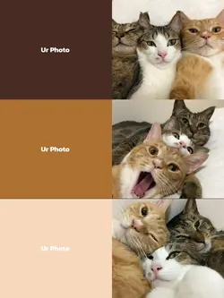 ver 3 Kucing