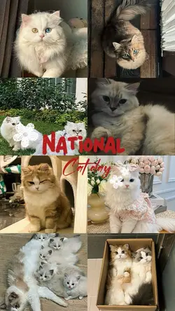 National cat day