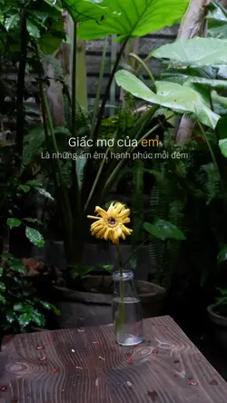 Giấc mơ của em...