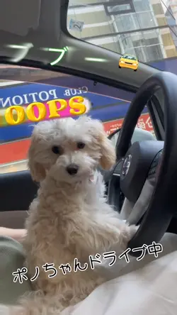 犬のドライブ