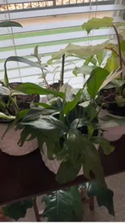 Plant update