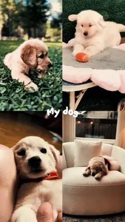 My dog