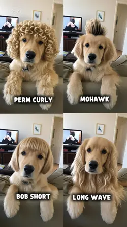 4 Hairstyle Pet Ai