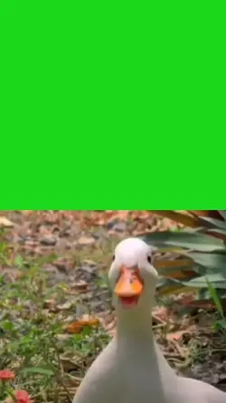 bebek viral