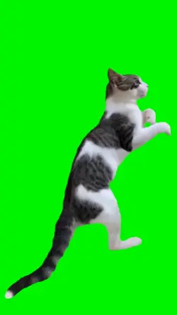 boxing cat meme 