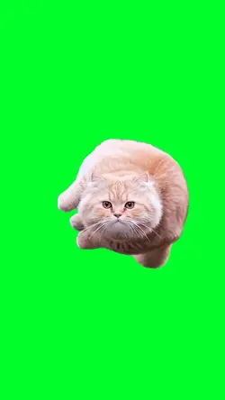 Flying spinning cat