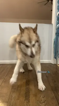 Dinosaur trend 