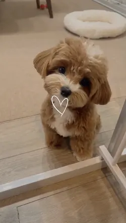 Cute dog