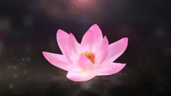 Lotus flower