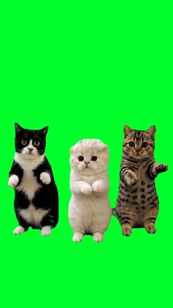 Cute kitten dance