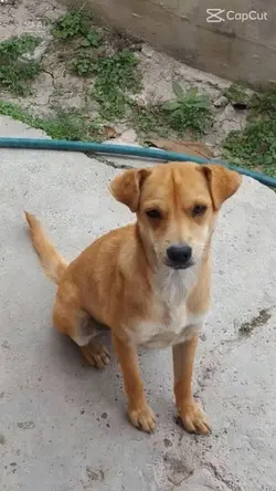 cachorro dançado
