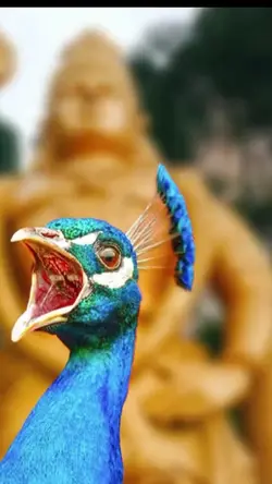 kathirvela