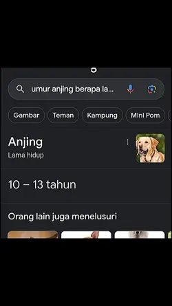 Umur anjing