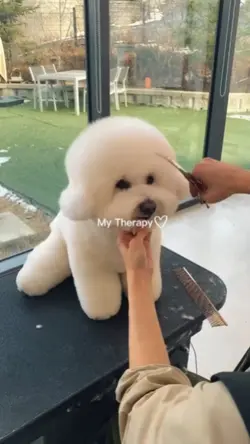 My Dog My Therapy
