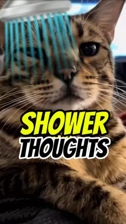 Shower thoughts 🚿😸😼😺
