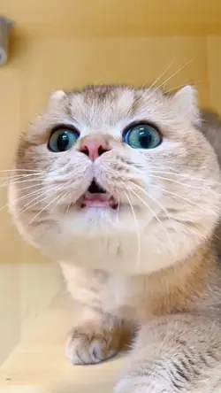 Funny Cat