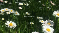 spring season