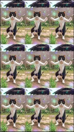 Disco trend