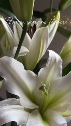 MODELO FLORICULTURA