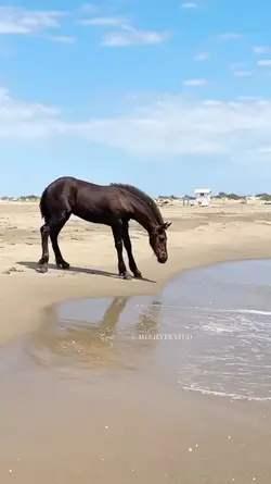fre tło horse 