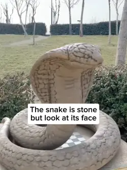 snake is stone